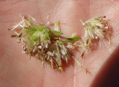 Symphyotrichum bracteolatum