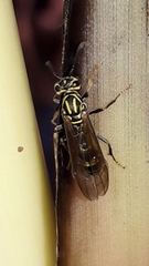 Polybia fastidiosuscula
