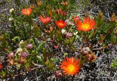 Lampranthus bicolor