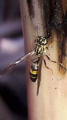 Polybia fastidiosuscula