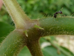 Oxyrhynchus trinervius