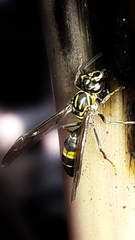 Polybia fastidiosuscula
