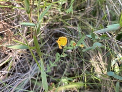 Hypericum denticulatum