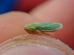 Draeculacephala angulifera