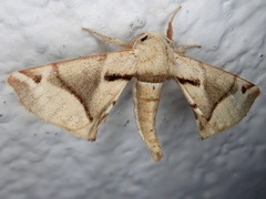 Apatelodes paraguayana