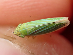 Draeculacephala angulifera