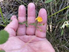 Hypericum denticulatum