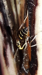 Polybia fastidiosuscula