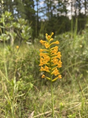 Platanthera integra