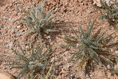 Astragalus desperatus