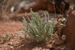 Astragalus desperatus
