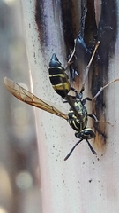 Polybia fastidiosuscula