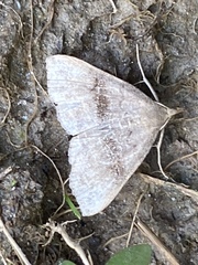 Phalaenostola eumelusalis