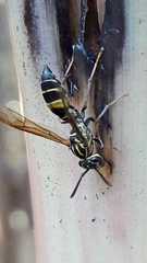 Polybia fastidiosuscula