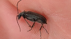 Lepturopsis dolorosa