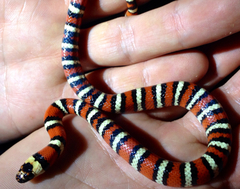 Lampropeltis multifasciata