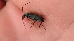 Lepturopsis dolorosa