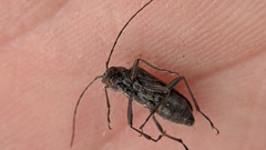 Lepturopsis dolorosa