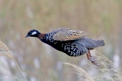 Francolinus francolinus