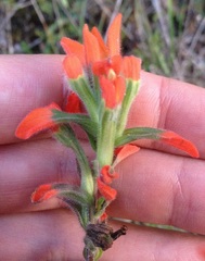 Castilleja scorzonerifolia