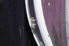 Cromarcha stroudagnesia