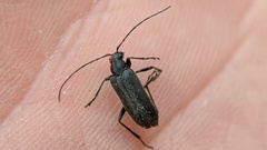 Lepturopsis dolorosa