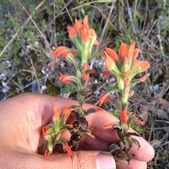 Castilleja scorzonerifolia