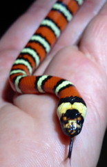 Lampropeltis multifasciata