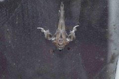 Cromarcha stroudagnesia