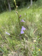 Lobelia canbyi