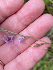 Lobelia canbyi
