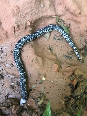 Amphisbaena fuliginosa