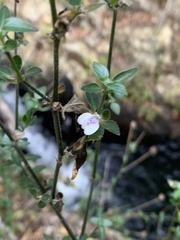 Justicia protracta protracta