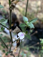 Justicia protracta protracta