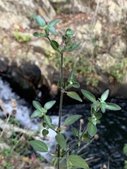 Justicia protracta protracta