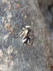 Traumatomutilla bifurca