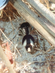 Traumatomutilla bifurca