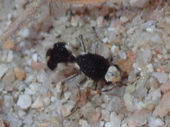 Traumatomutilla bifurca