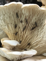 Pseudotephritina