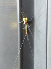 Stenacron interpunctatum interpunctatum