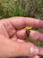 Xyris difformis