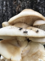 Pseudotephritina