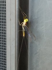 Stenacron interpunctatum interpunctatum