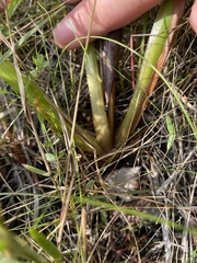 Xyris difformis