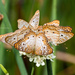 Anartia jatrophae guantanamo - Photo (c) Mark + Holly Salvato, some rights reserved (CC BY-NC), uploaded by Mark + Holly Salvato