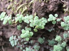 Sedum clausenii