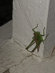 Orthoptera