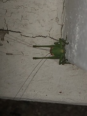Orthoptera