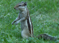 Funambulus pennantii