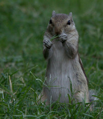 Funambulus pennantii